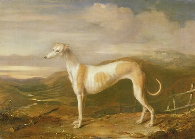 Greyhound by William Barraud